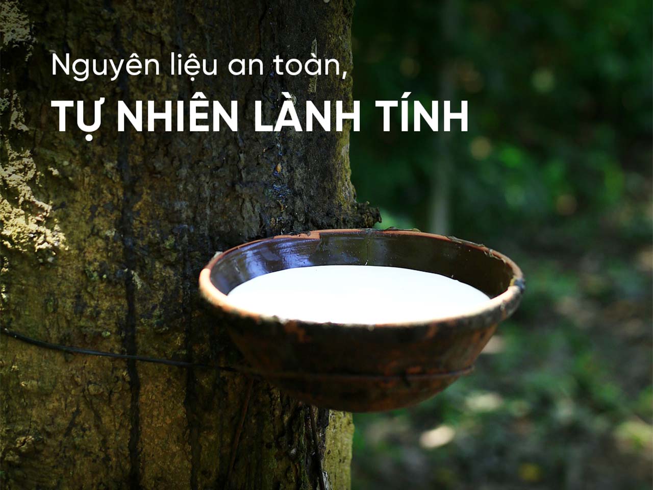 Cấu tạo chính của nệm là 100% cao su thiên nhiên