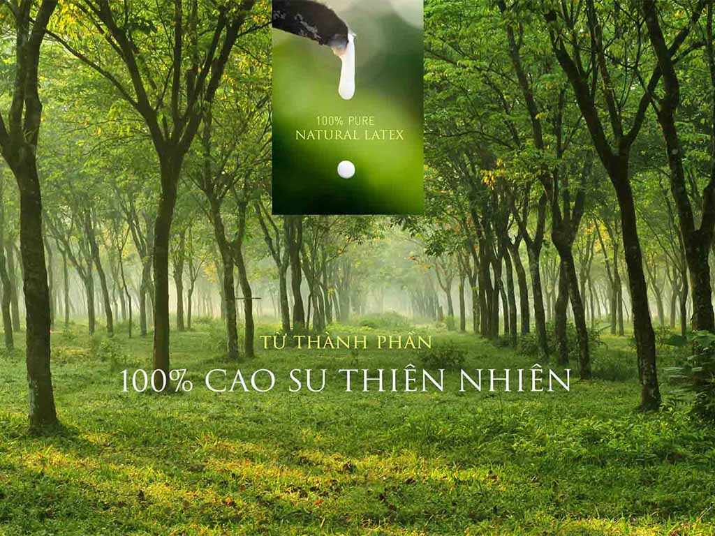 Nệm cao su thiên nhiên là 99% từ mủ cao su.