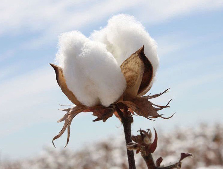 Nguồn Gốc Và Ứng Dụng Của Vải Cotton